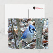 写真：鳥 –  ポストカード (正面/裏面)