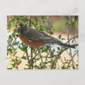 写真：鳥 –  ポストカード (正面)