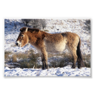 写真 – Przewallski horse フォトプリント