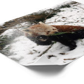 写真 – red panda 2 フォトプリント            (角)