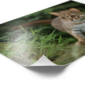 写真 – rusty spotted cat フォトプリント            (角)