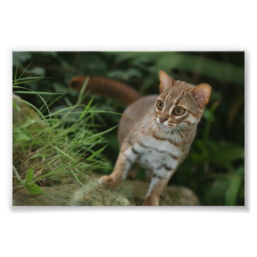 写真 – rusty spotted cat フォトプリント            (正面)