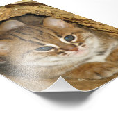 写真 – rusty spotted cat 2 フォトプリント            (角)