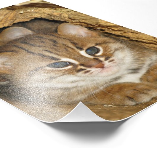 写真 – rusty spotted cat 2 フォトプリント            (角)