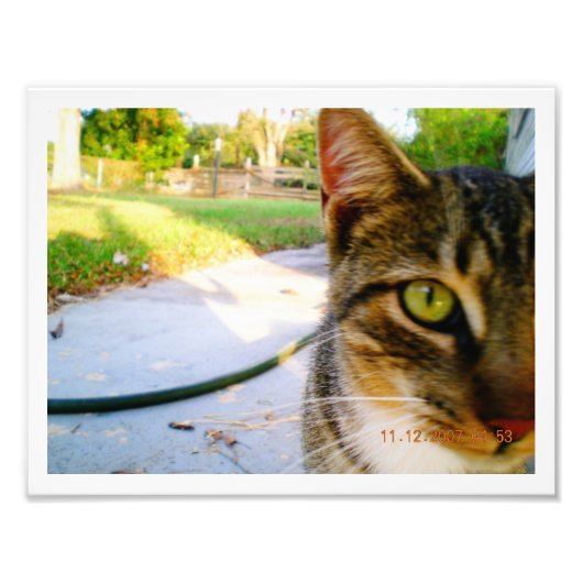 写真：Tabby Cat名なしLolo（ロロ） フォトプリント (正面)