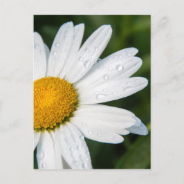写真， une margueritte,フォントvert ポストカード