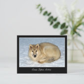 写真Arctic Wolf (Polar Wolf, White Wolf) ポストカード (スタンド正面)