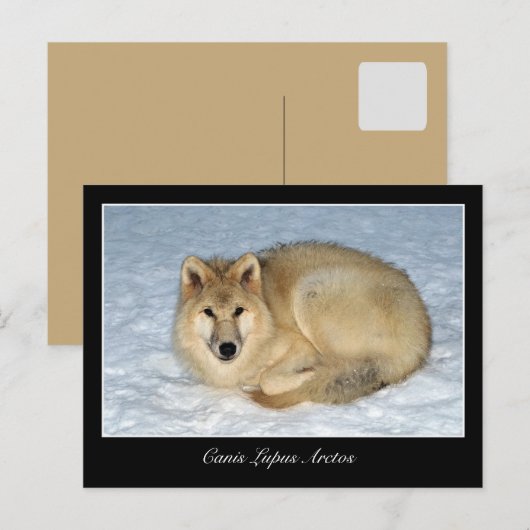写真Arctic Wolf (Polar Wolf, White Wolf) ポストカード (正面/裏面)