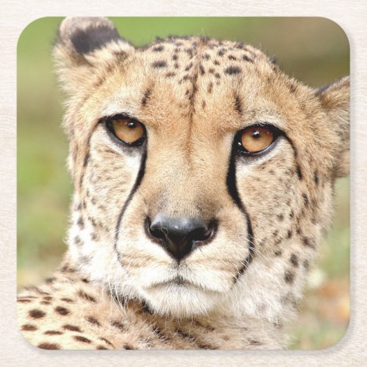 写真guepard,猫,動物。 スクエアペーパーコースター (正面)