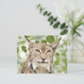 写真lynx,動物。葉書 ポストカード (スタンド正面)