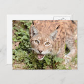 写真lynx,動物。葉書 ポストカード (正面/裏面)