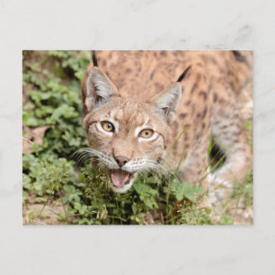 写真lynx,動物。葉書 ポストカード