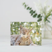 写真lynx，動物。葉書 ポストカード (スタンド正面)