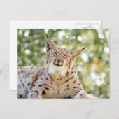 写真lynx，動物。葉書 ポストカード (正面/裏面)