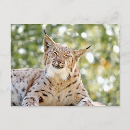 写真lynx，動物。葉書 ポストカード (正面)
