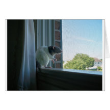 冥想的なラット