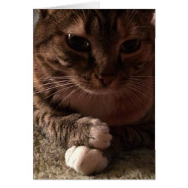 冥想的な猫、カード