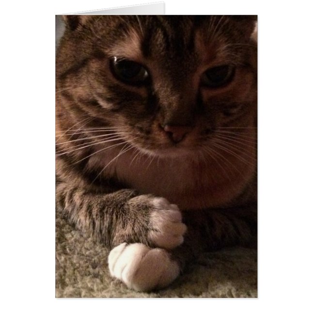 冥想的な猫、カード (正面)