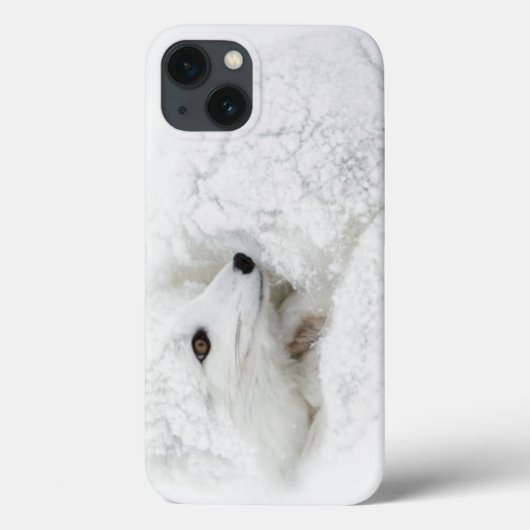 冬にカールするホッキョクギツネ Case-Mate iPhoneケース (裏面)
