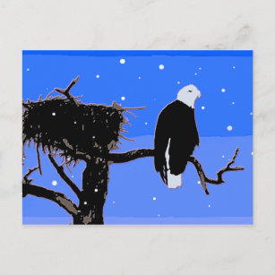冬にハゲのワシ – オリジナル野生動物アート ポストカード