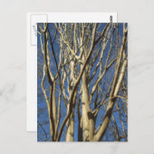 冬にマートルを巻き上げる ポストカード (正面/裏面)