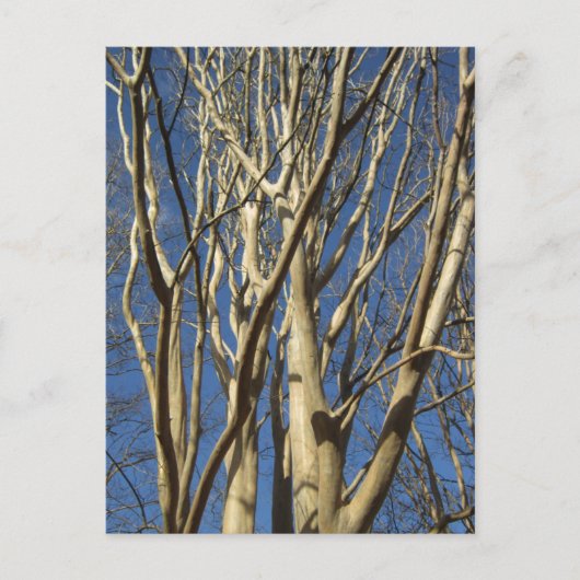 冬にマートルを巻き上げる ポストカード (正面)