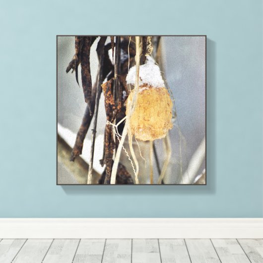 冬に乾燥した野生のキュウリつる植物の種鞘 キャンバスプリント (インサイチュ (ウッドフロア))