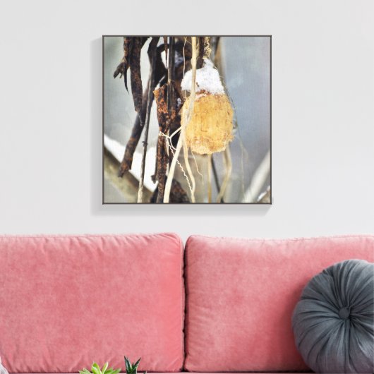 冬に乾燥した野生のキュウリつる植物の種鞘 キャンバスプリント (インサイチュ (リビング))