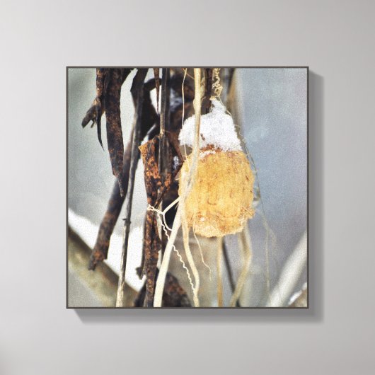 冬に乾燥した野生のキュウリつる植物の種鞘 キャンバスプリント (正面)