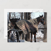 冬に待っているアミッシュ馬 ポストカード (正面/裏面)