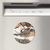 冬に素晴らしの様々なツグミの鳴鳥 マグネット (インサイチュ (食洗機))