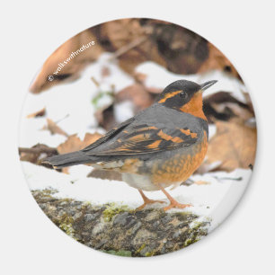 冬に素晴らしの様々なツグミの鳴鳥 マグネット