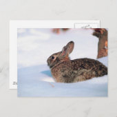冬のうさぎ ポストカード (正面/裏面)