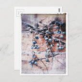 冬のつる植物と果実 ポストカード (正面/裏面)