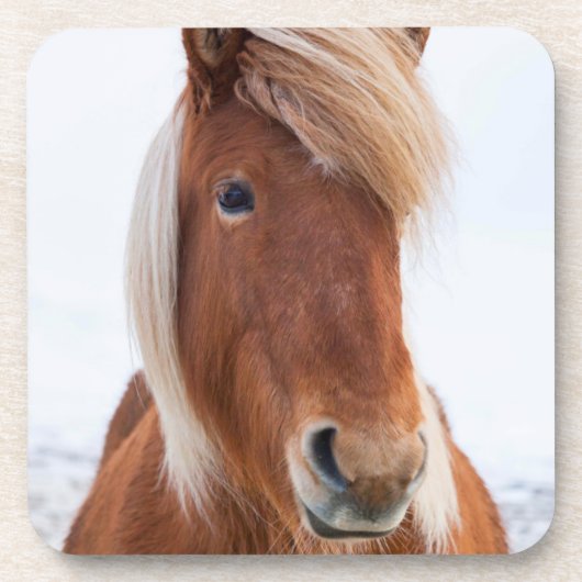 冬のアイスランドの馬 コースター (正面)