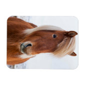 冬のアイスランドの馬 マグネット (横)