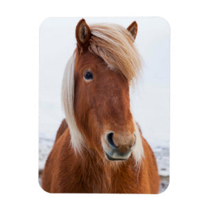 冬のアイスランドの馬 マグネット