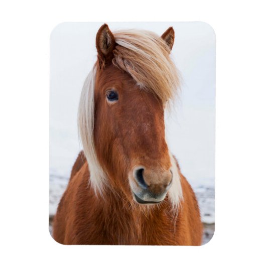 冬のアイスランドの馬 マグネット (縦)