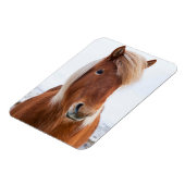 冬のアイスランドの馬 マグネット (左側)