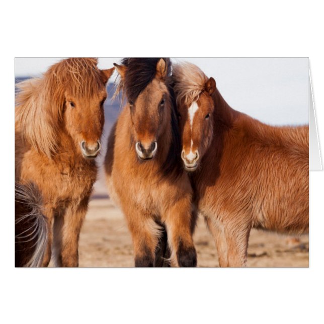 冬のアイスランド馬 (正面横)