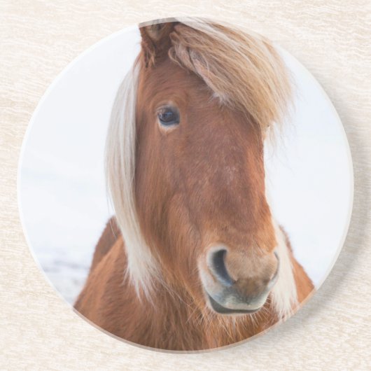 冬のアイスランド馬 コースター (正面)