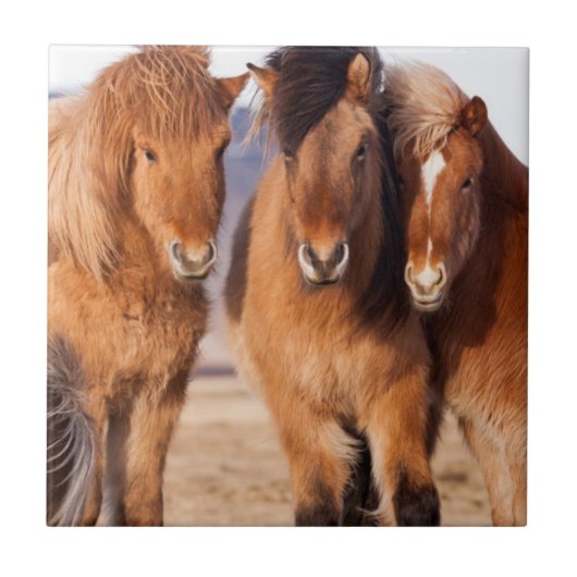 冬のアイスランド馬 タイル (正面)