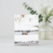 冬のアヒル ポストカード (スタンド正面)