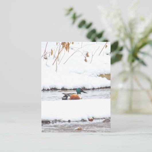 冬のアヒル ポストカード (スタンド正面)