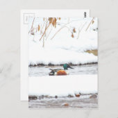 冬のアヒル ポストカード (正面/裏面)