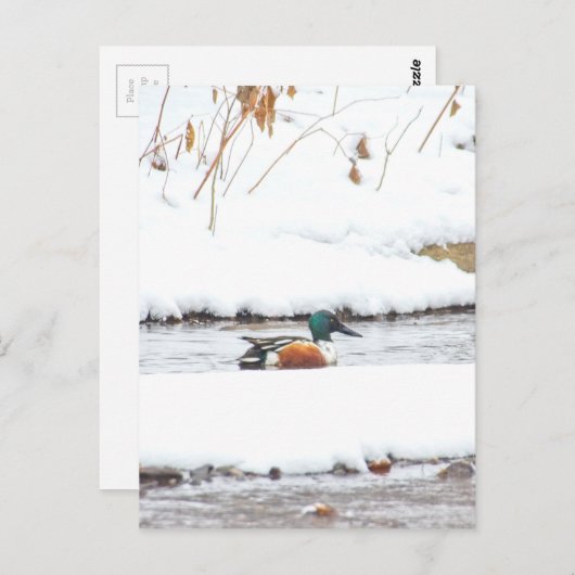 冬のアヒル ポストカード (正面/裏面)