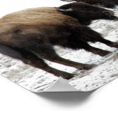 冬のアメリカバイソン ポスター (角)