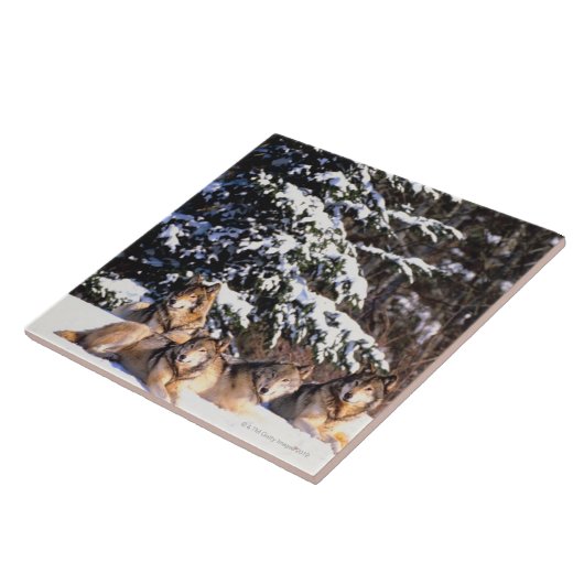 冬のオオカミパック タイル (側面)