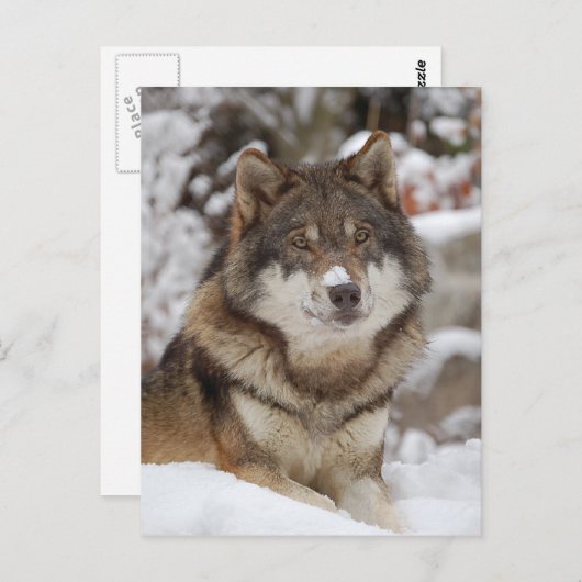 冬のオオカミ ポストカード (正面/裏面)