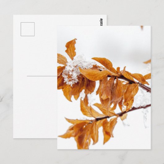 冬のオレンジ色の葉 ポストカード (正面/裏面)